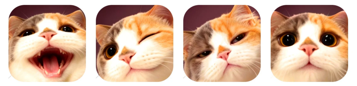 猫の様々な表情