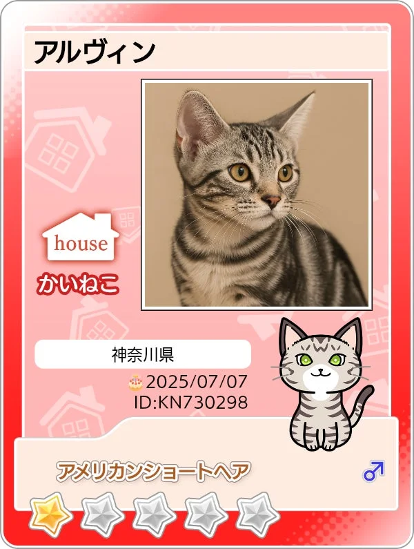 かいねこ「アルヴィン」のマイニャンバーカード